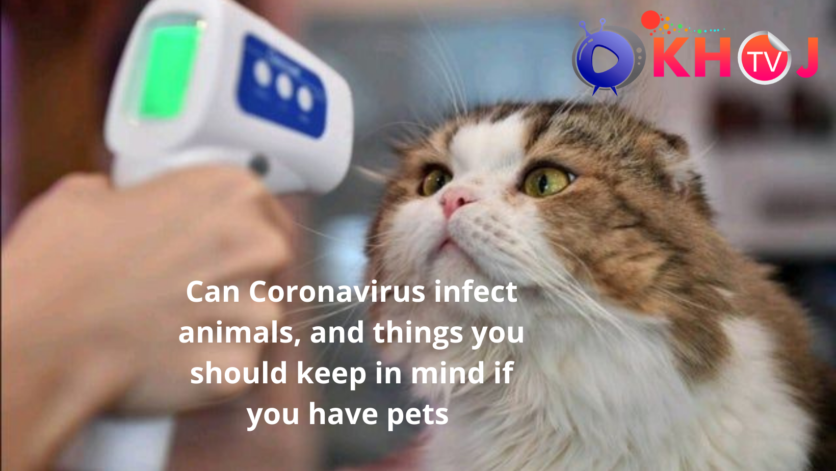 Coronavirus infect animals