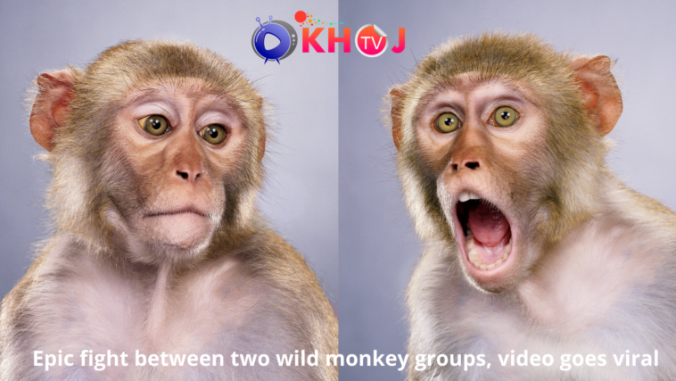 Epic fight between two wild monkey groups