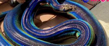 Rainbow python shocks