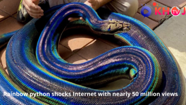 Rainbow python shocks