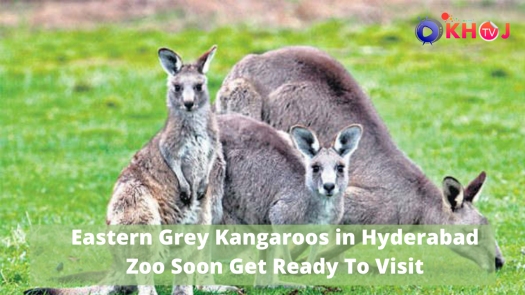 kangaroos are found in hyderabad,